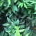 沃柑苗091核沃柑苗嫁接苗