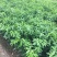 沃柑苗091核沃柑苗嫁接苗