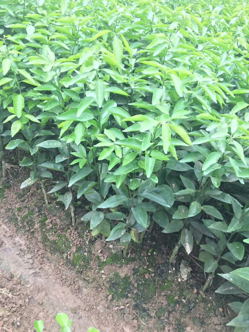 沃柑苗091核沃柑苗嫁接苗