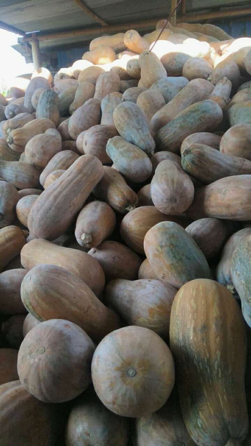 蜜本南瓜