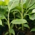 香蕉苗巴西香蕉苗威兼斯B6香蕉苗