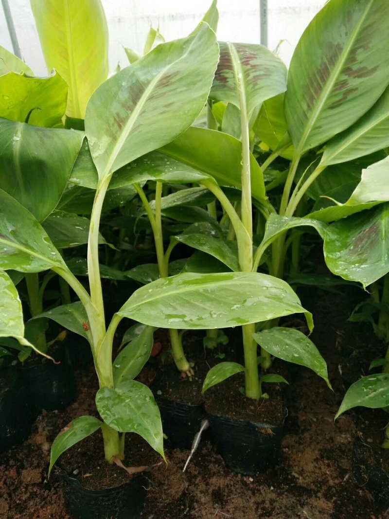 香蕉苗巴西香蕉苗威兼斯B6香蕉苗