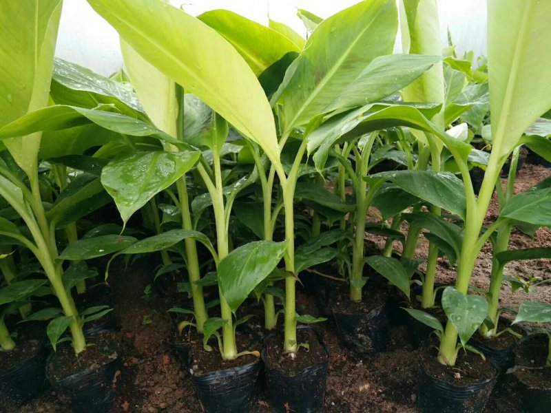香蕉苗巴西香蕉苗威兼斯B6香蕉苗