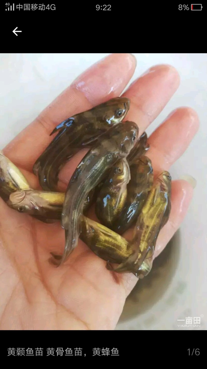 出售本地优质鲶鱼苗黑鱼苗黄颡苗，有需求者请联系:15