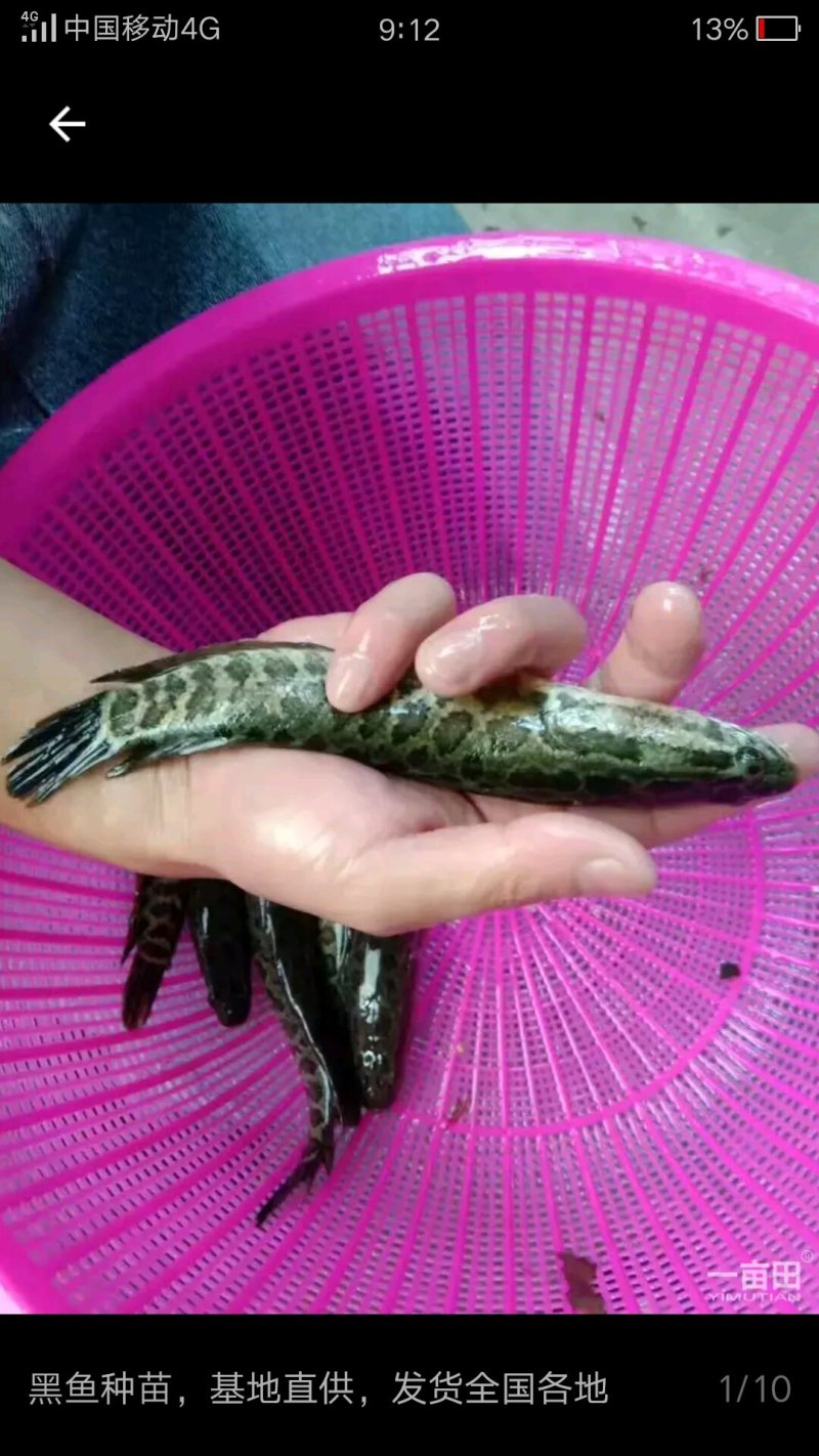 出售本地优质鲶鱼苗黑鱼苗黄颡苗，有需求者请联系:15
