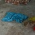 江西上饶铅山林氏新鲜冬笋大量有货每天现挖下山笋