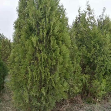 侧柏4cm以下
