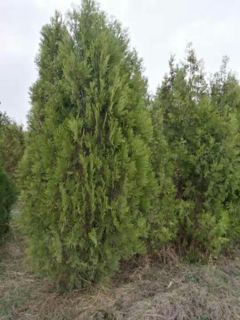 侧柏4cm以下