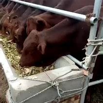 利木赞牛犊，300斤左右的长势快出肉率高抗病能力强，