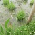 浙茭8号，浙茭3号，龙茭2号双季茭白种苗