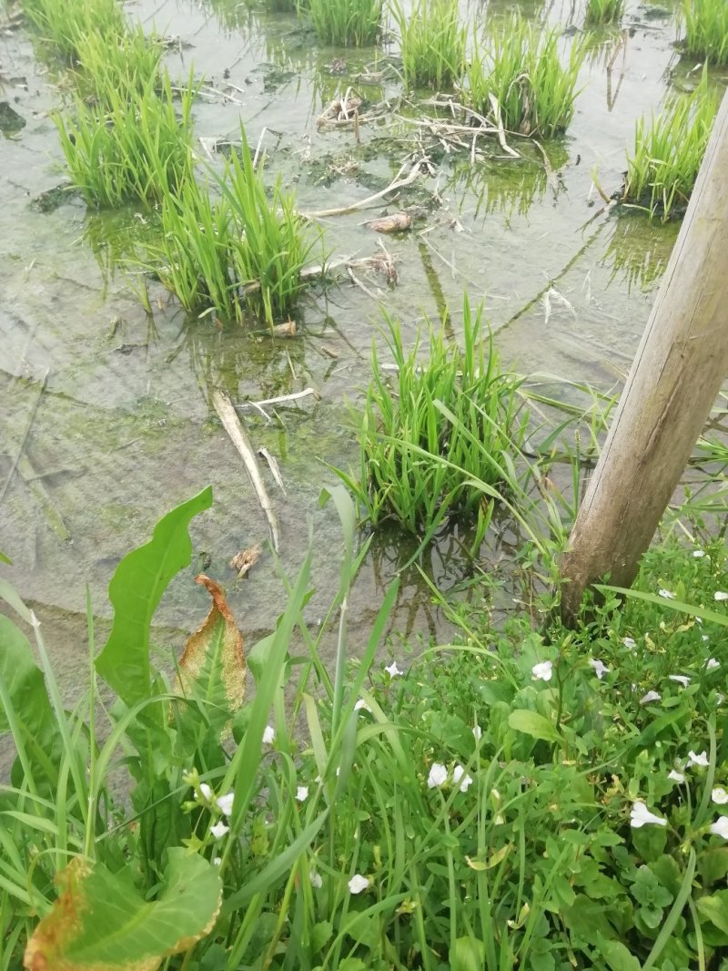 浙茭8号，浙茭3号，龙茭2号双季茭白种苗