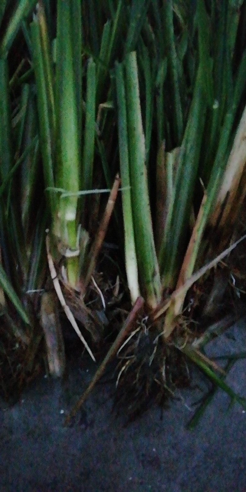浙茭8号，浙茭3号，龙茭2号双季茭白种苗