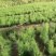 天冬苗良种大天冬苗薯多苗壮基地一手货源批发高产