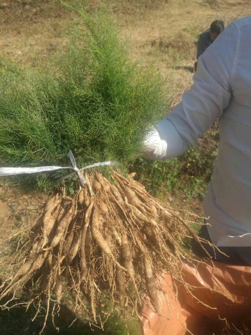 天冬苗良种大天冬苗薯多苗壮基地一手货源批发高产