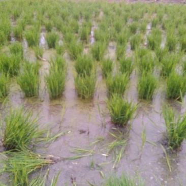 浙茭6号双季茭白苗