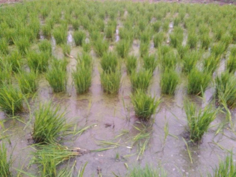 浙茭6号双季茭白苗