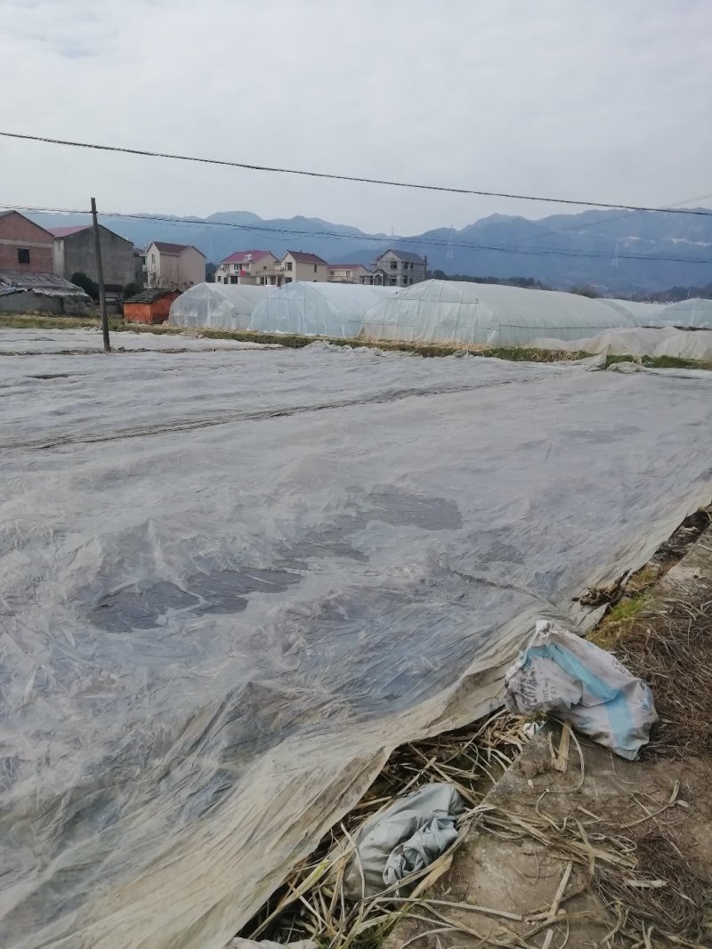 浙茭6号双季茭白苗