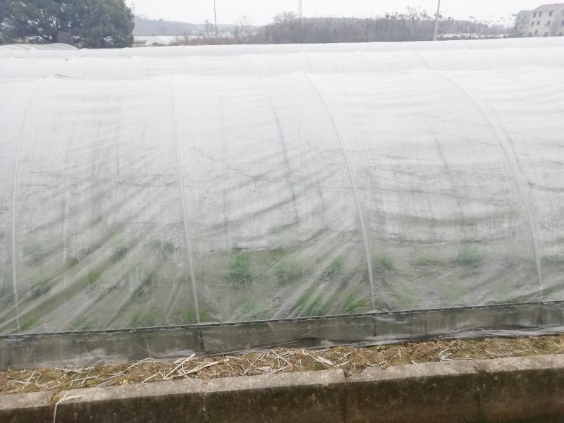 浙茭6号双季茭白苗
