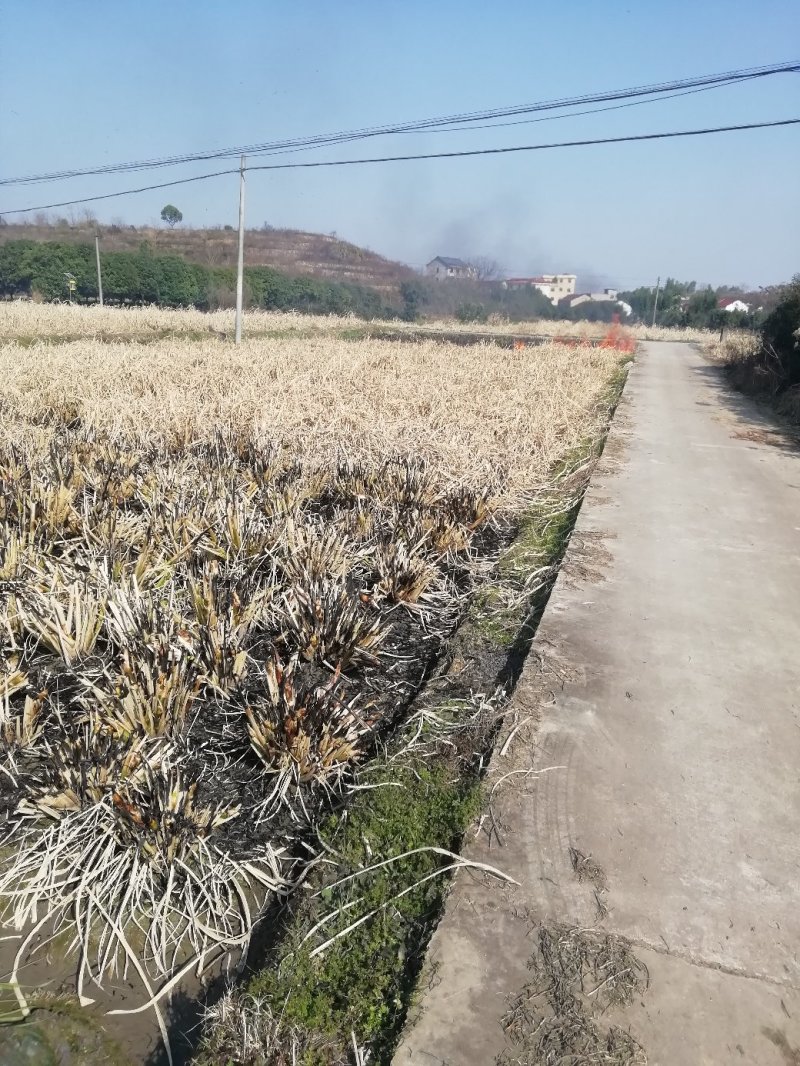 浙茭6号双季茭白苗