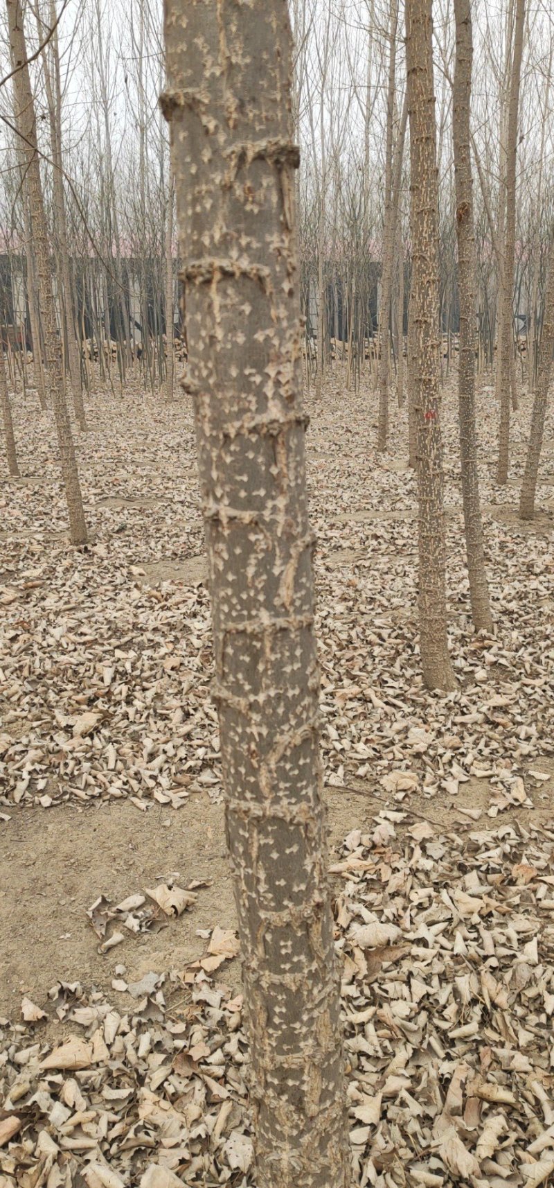 速生杨107，河北杨树苗基地直销，当天起苗上车