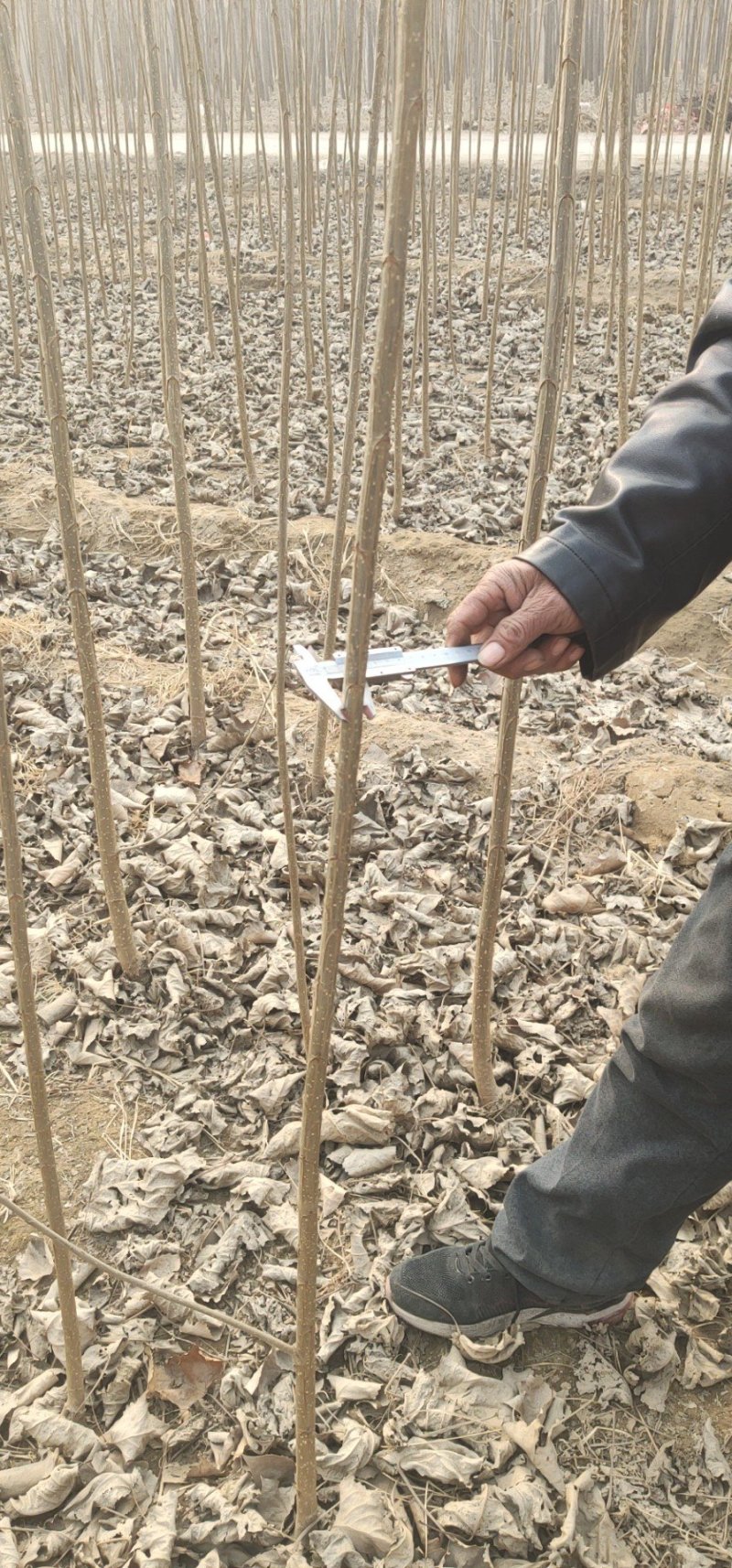 速生杨107，河北杨树苗基地直销，当天起苗上车