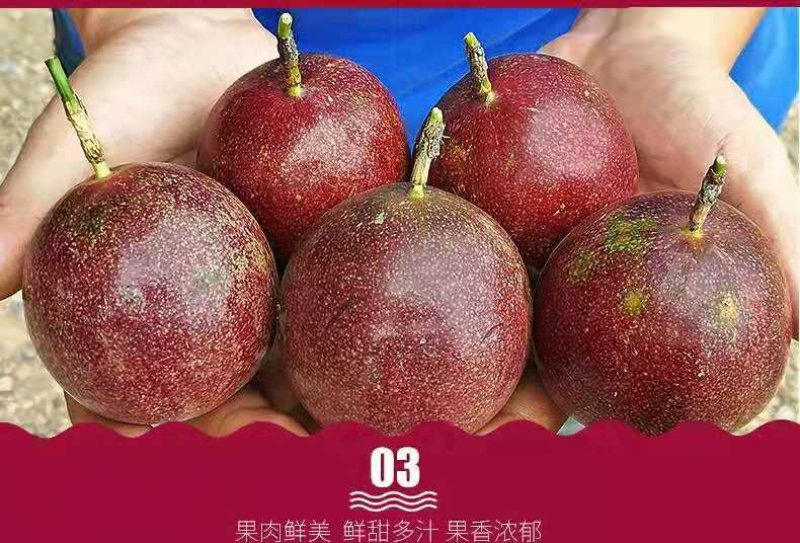 赣南百香果产地直发，支持一件代发，橙招代理