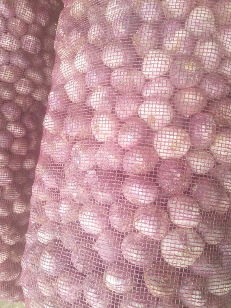 云南鲜蒜个头大成熟度好