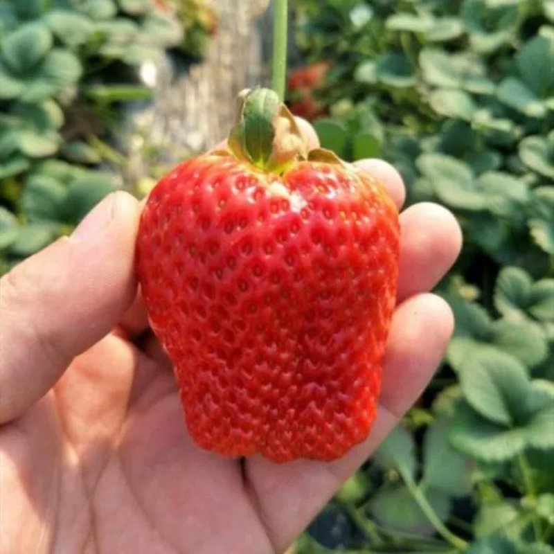 脱毒草莓苗