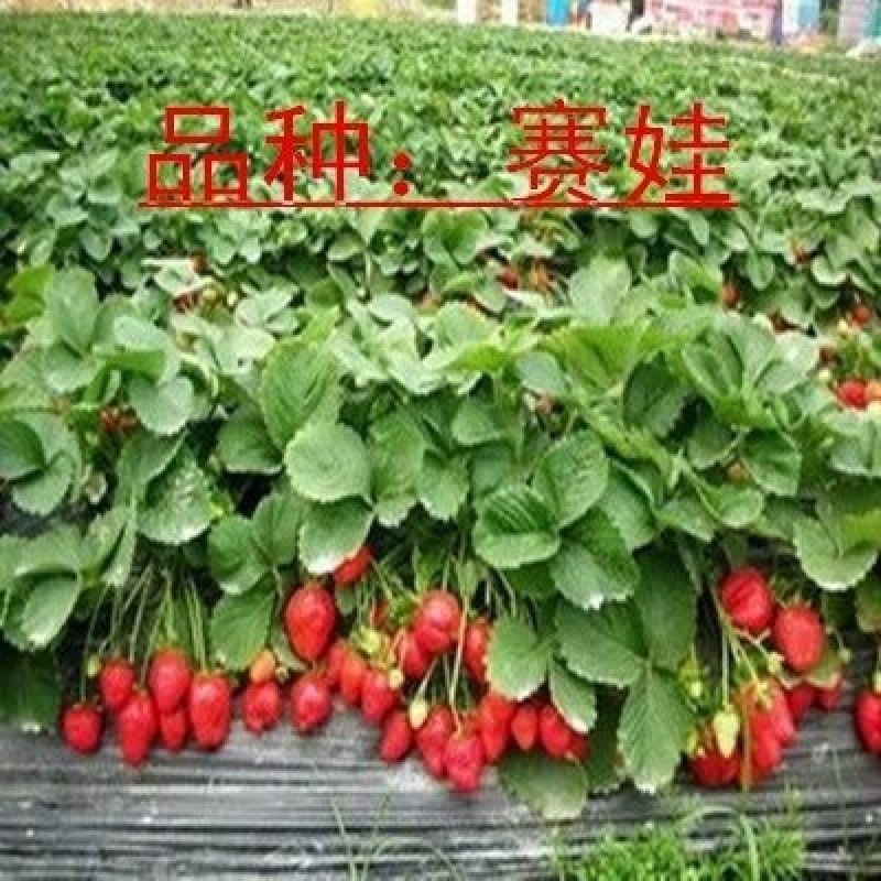 脱毒草莓苗