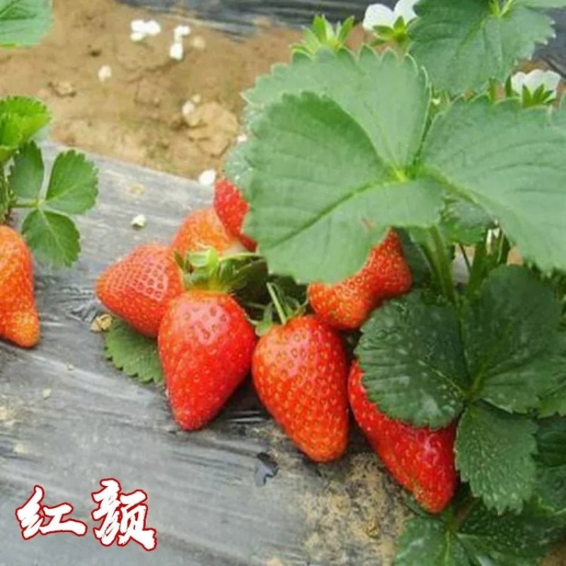 脱毒草莓苗