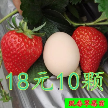 脱毒草莓苗