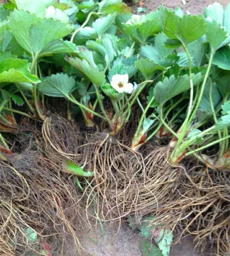 脱毒草莓苗