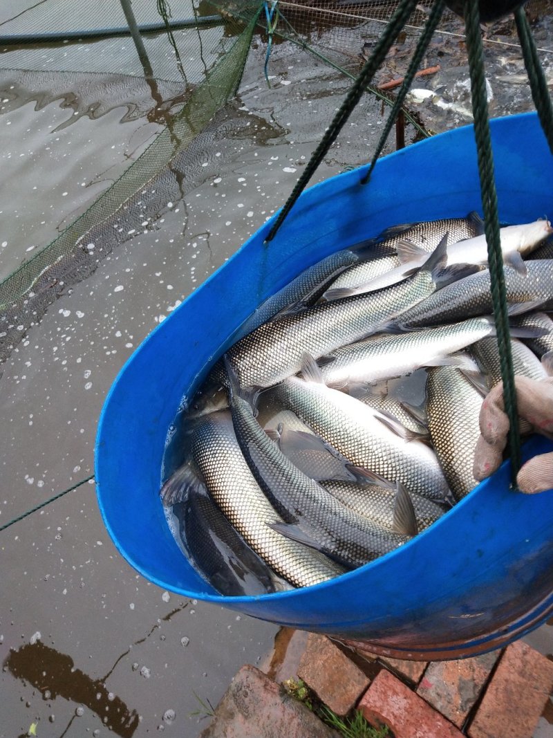 【鳕鱼苗】银鳕鱼鱼苗提供养殖技术货量充足