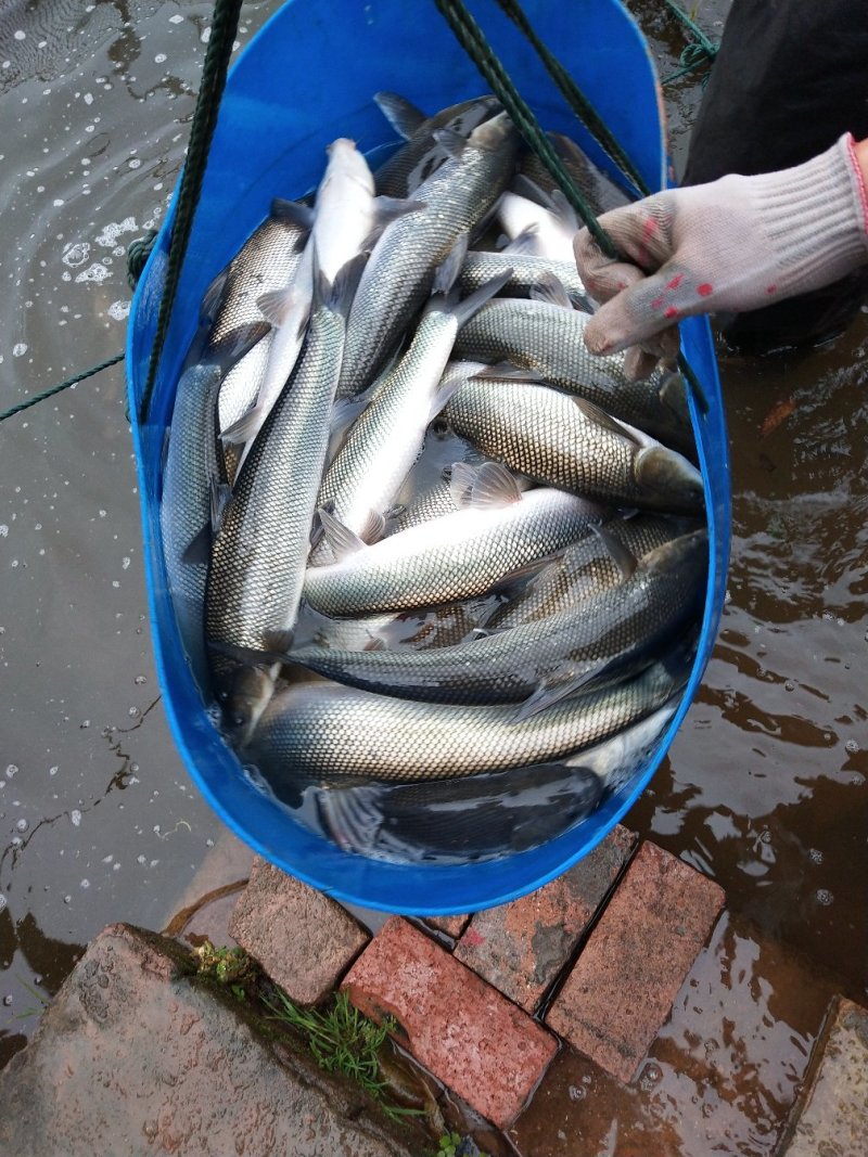 【鳕鱼苗】银鳕鱼鱼苗提供养殖技术货量充足
