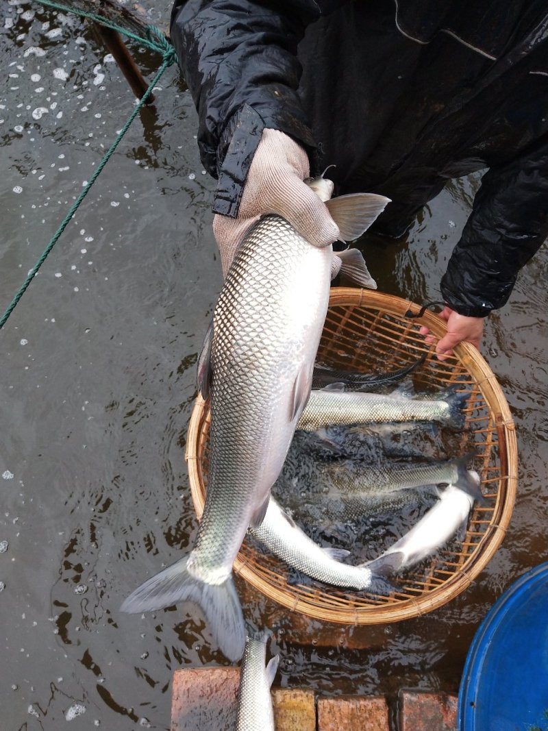 【鳕鱼苗】银鳕鱼鱼苗提供养殖技术货量充足