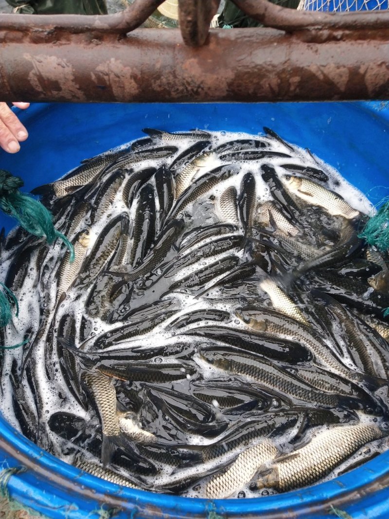 【草鱼鱼苗】草鱼苗10cm以上人工养殖