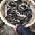 【草鱼鱼苗】草鱼苗10cm以上人工养殖