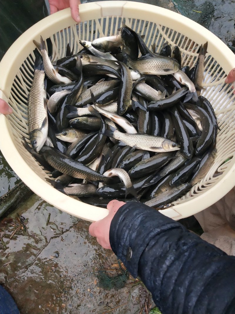 【草鱼鱼苗】草鱼苗10cm以上人工养殖