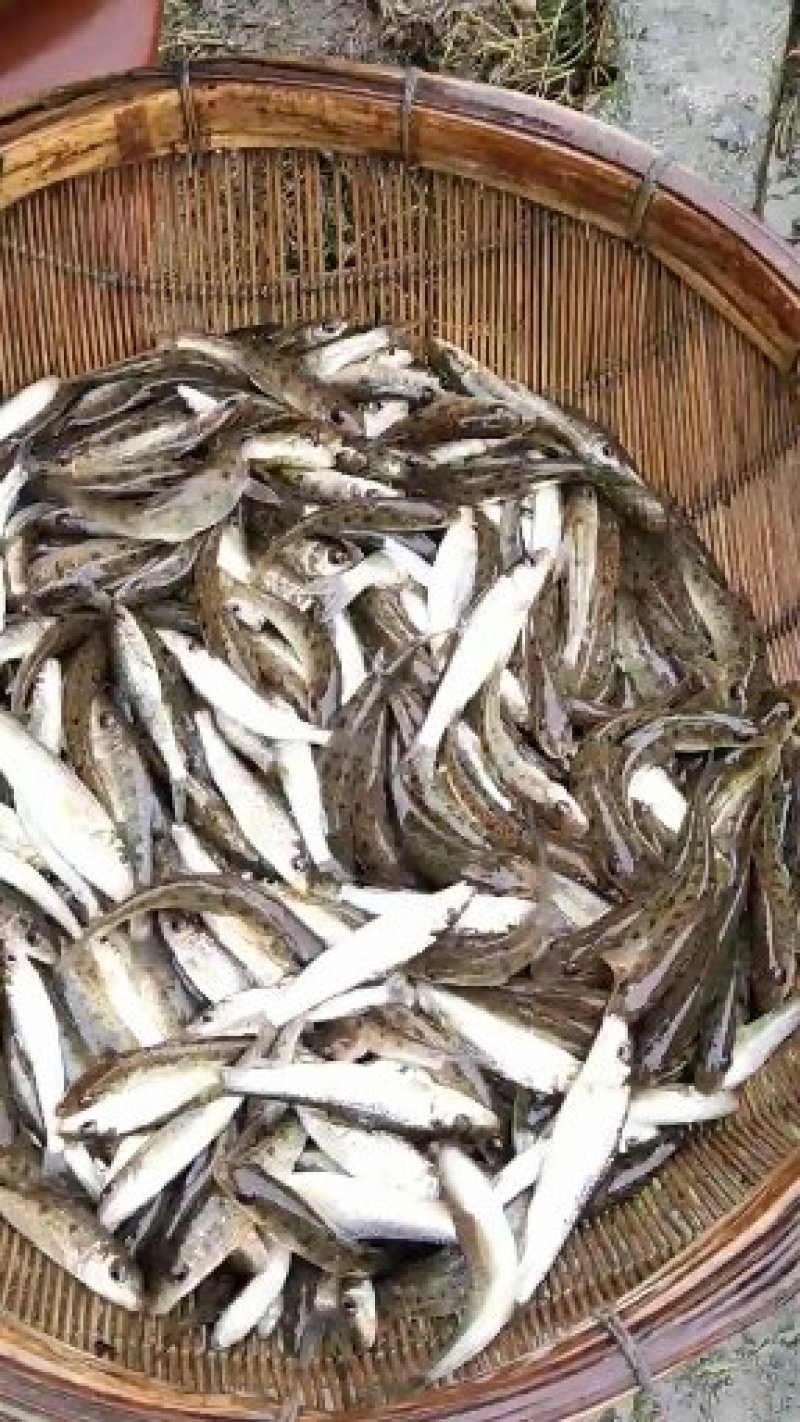 【花骨鱼鱼苗】花骨鱼苗大小规格齐全送货上门