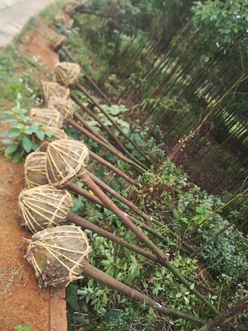 香樟大量供应456公分