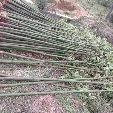 香樟大量供应456公分