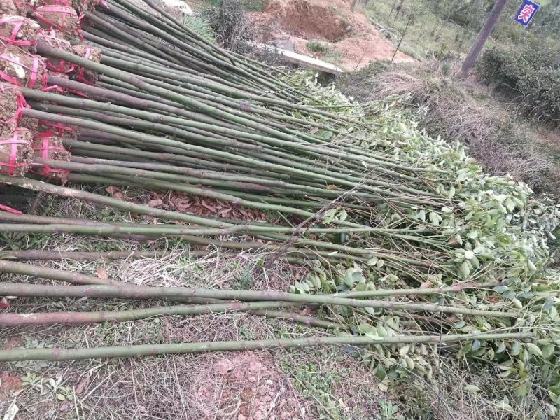 香樟大量供应456公分