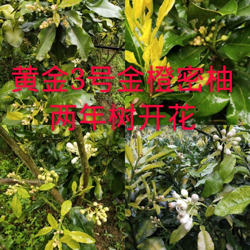 黄金3号密柚苗金橙密柚子苗基地现货