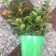 金鱼花