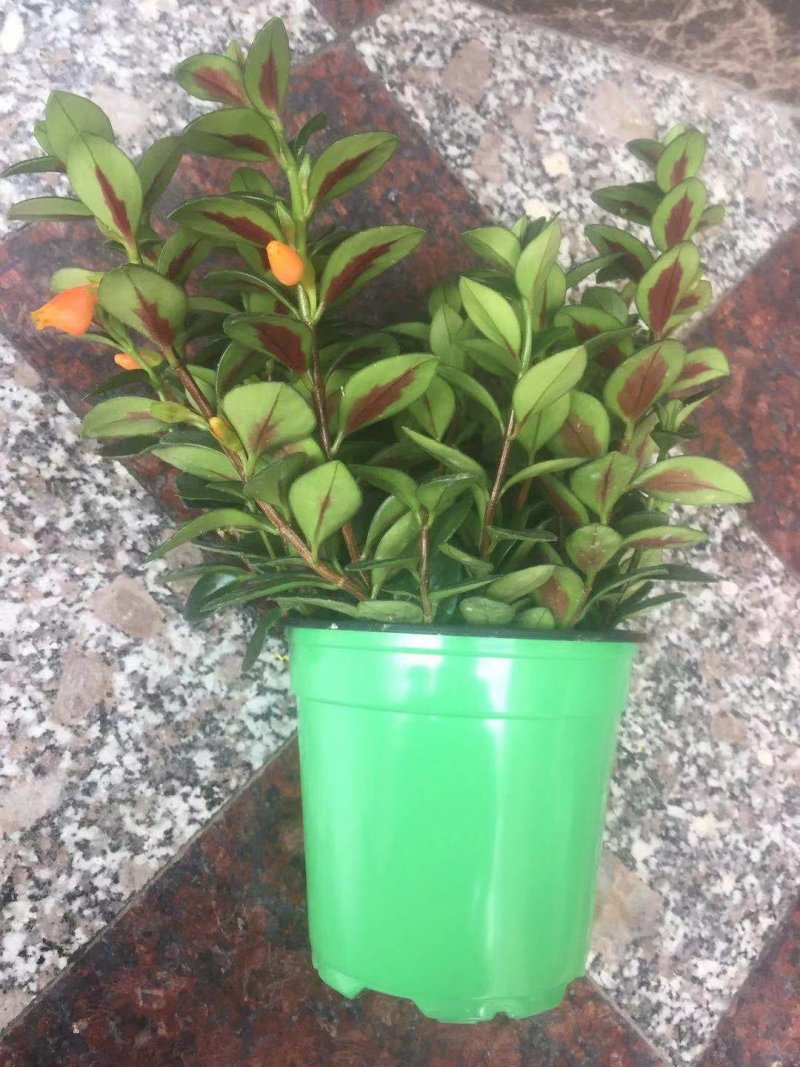 金鱼花