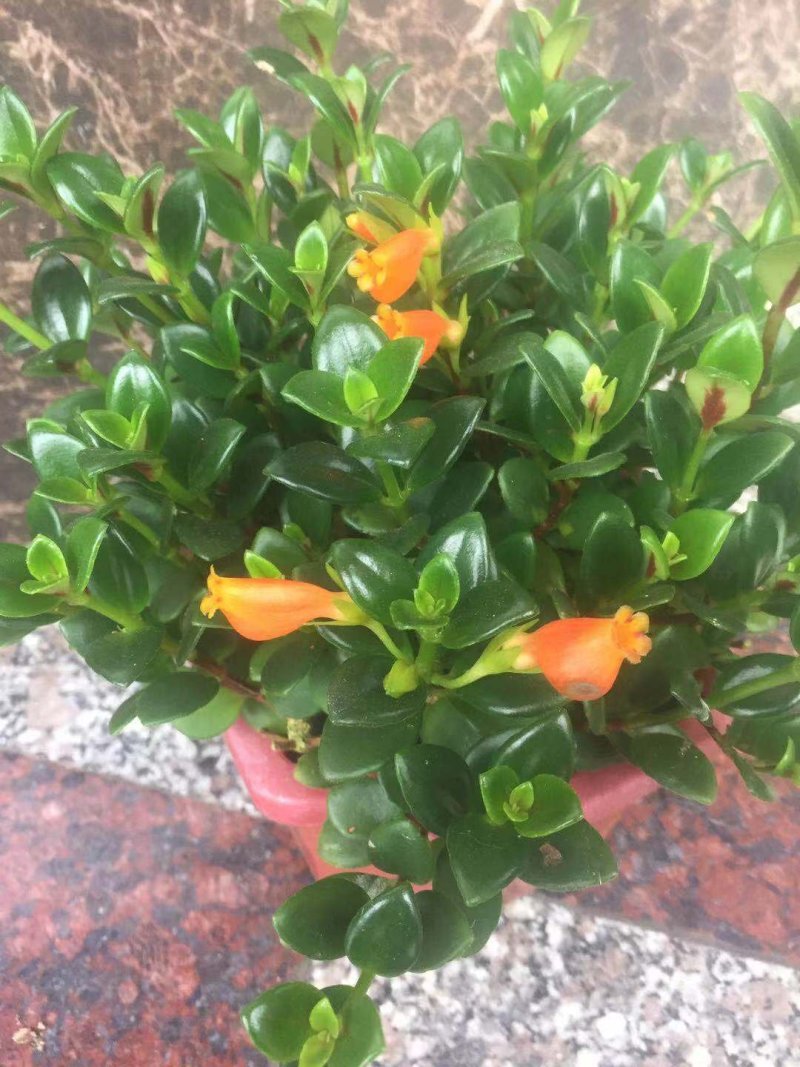 金鱼花