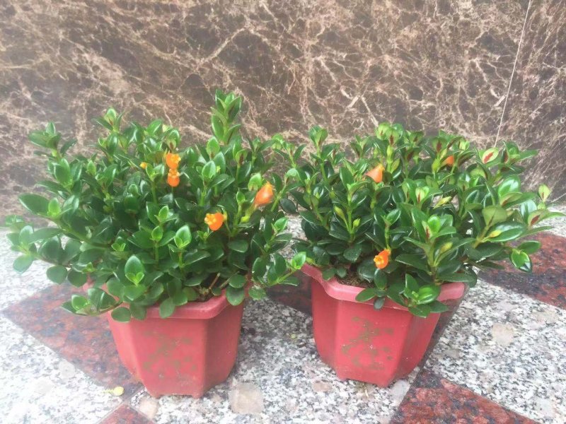 金鱼花