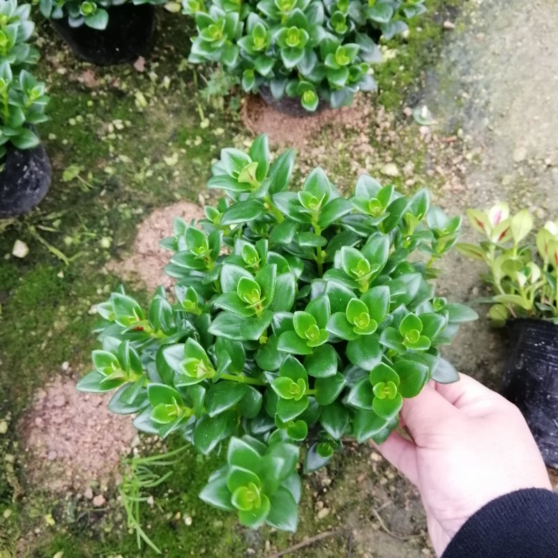 金鱼花