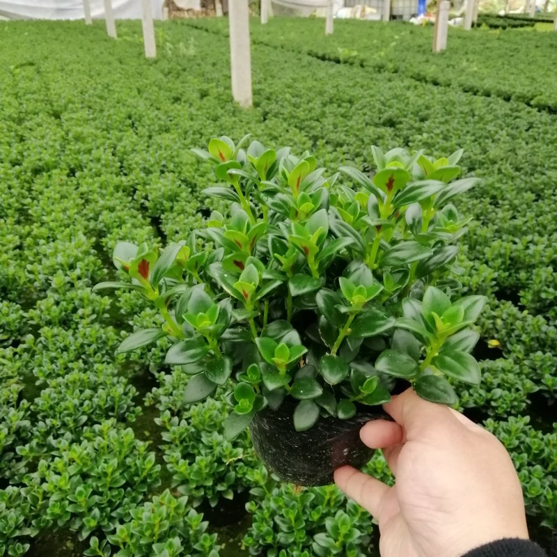 金鱼花