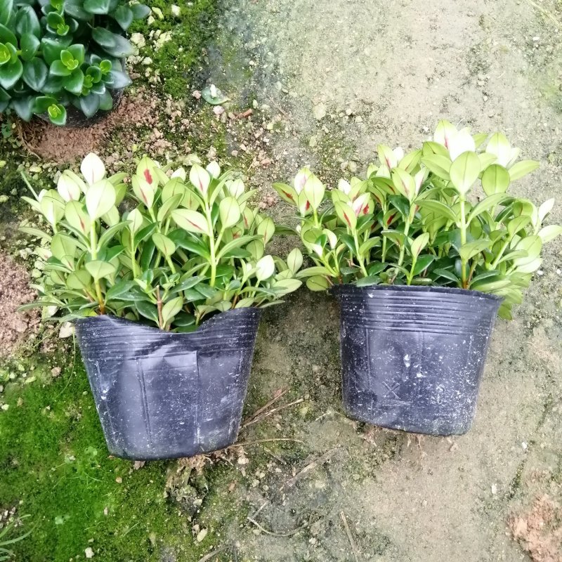 金鱼花